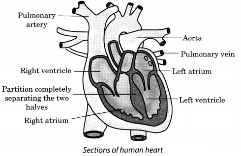 Transportation in Animals and Plants Class 7 Extra Questions and Answers Science Chapter 11 1