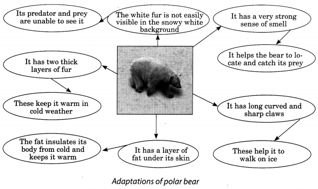 Weather, Climate and Adaptations of Animals to Climate Class 7 Extra Questions and Answers Science Chapter 7 1