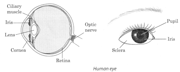 Light Class 8 Notes Science Chapter 16 3