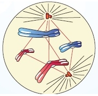 MCQ Questions for Class 11 Biology Chapter 10 Cell Cycle and Cell Division with Answers 1