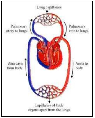 MCQ Questions for Class 11 Biology Chapter 17 Breathing and Exchange of Gases with Answers 1