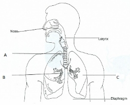 MCQ Questions for Class 11 Biology Chapter 17 Breathing and Exchange of Gases with Answers 2