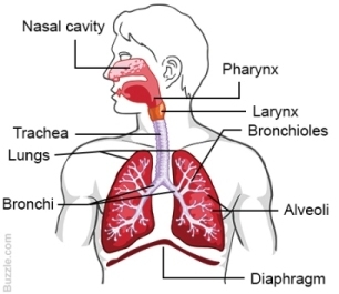 MCQ Questions for Class 11 Biology Chapter 17 Breathing and Exchange of Gases with Answers 3