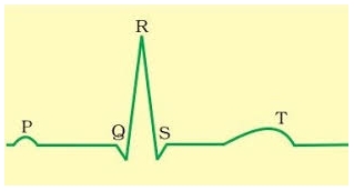 MCQ Questions for Class 11 Biology Chapter 18 Body Fluids and Circulation with Answers 1
