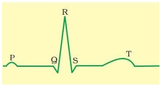 MCQ Questions for Class 11 Biology Chapter 18 Body Fluids and Circulation with Answers 1