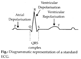 MCQ Questions for Class 11 Biology Chapter 18 Body Fluids and Circulation with Answers 2