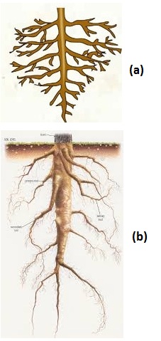 MCQ Questions for Class 11 Biology Chapter 5 Morphology of Flowering Plants with Answers 3