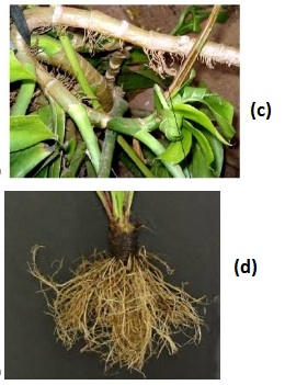 MCQ Questions for Class 11 Biology Chapter 5 Morphology of Flowering Plants with Answers 4