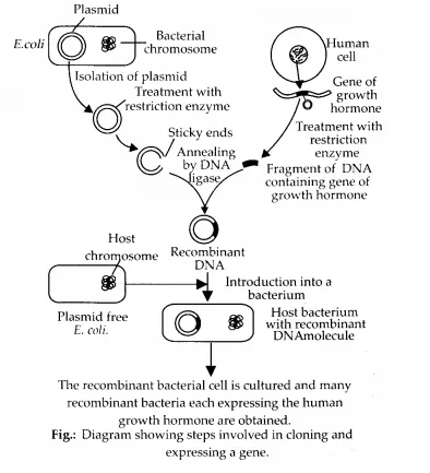 NCERT Solutions for Class 12 Biology Chapter 12 Biotechnology and Its Applications Q6.1