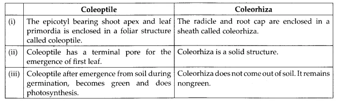 NCERT Solutions for Class 12 Biology Chapter 2 Sexual Reproduction in Flowering Plants Q13.2