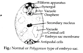 NCERT Solutions for Class 12 Biology Chapter 2 Sexual Reproduction in Flowering Plants Q6.1