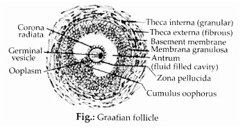 NCERT Solutions for Class 12 Biology Chapter 3 Human Reproduction Q14.1