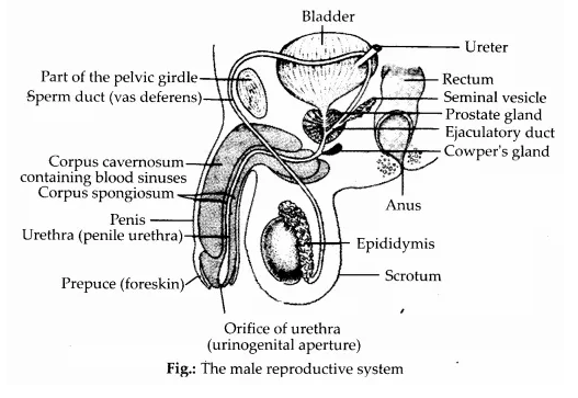 NCERT Solutions for Class 12 Biology Chapter 3 Human Reproduction Q2.1