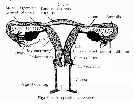 NCERT Solutions for Class 12 Biology Chapter 3 Human Reproduction Q3.1