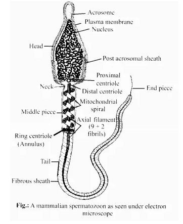 NCERT Solutions for Class 12 Biology Chapter 3 Human Reproduction Q9.1