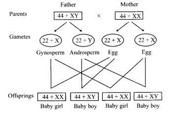 NCERT Solutions for Class 12 Biology Chapter 5 Principles of Inheritance and Variation Q11.1