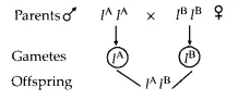 NCERT Solutions for Class 12 Biology Chapter 5 Principles of Inheritance and Variation Q12.1