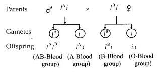 NCERT Solutions for Class 12 Biology Chapter 5 Principles of Inheritance and Variation Q12.2