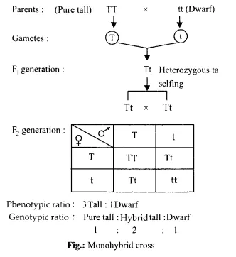 NCERT Solutions for Class 12 Biology Chapter 5 Principles of Inheritance and Variation Q4.1