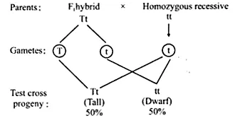 NCERT Solutions for Class 12 Biology Chapter 5 Principles of Inheritance and Variation Q5.1