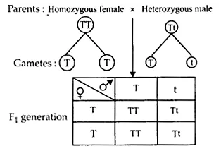 NCERT Solutions for Class 12 Biology Chapter 5 Principles of Inheritance and Variation Q6.1