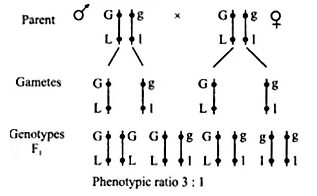 NCERT Solutions for Class 12 Biology Chapter 5 Principles of Inheritance and Variation Q8.1