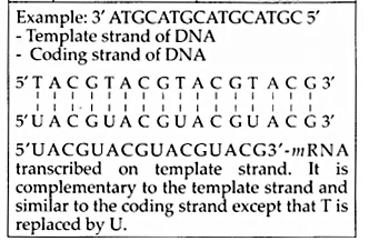 NCERT Solutions for Class 12 Biology Chapter 6 Molecular Basis of Inheritance Q8.4