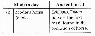 NCERT Solutions for Class 12 Biology Chapter 7 Evolution Q6.1