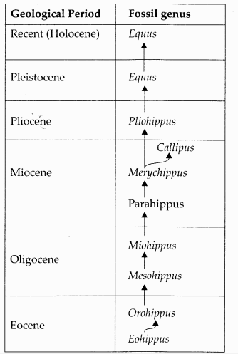 NCERT Solutions for Class 12 Biology Chapter 7 Evolution Q9.1