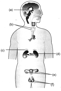 Control and Coordination Class 10 Important Questions Science Chapter 7 image - 11