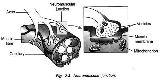 Control and Coordination Class 10 Important Questions Science Chapter 7 image - 3