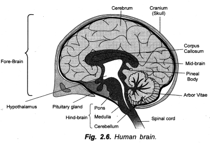 Control and Coordination Class 10 Important Questions Science Chapter 7 image - 8