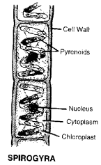 Diversity in Living Organisms Class 9 Important Questions Science Chapter 7 image - 14