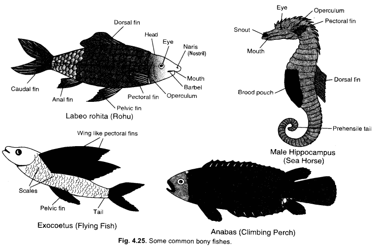 Diversity in Living Organisms Class 9 Important Questions Science Chapter 7 image - 19