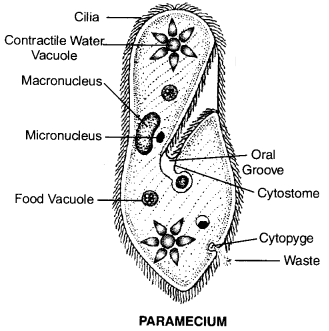 Diversity in Living Organisms Class 9 Important Questions Science Chapter 7 image - 21