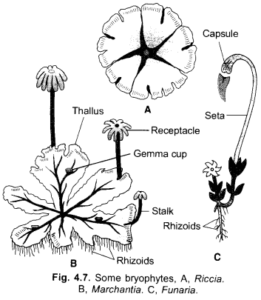 Diversity in Living Organisms Class 9 Important Questions Science Chapter 7