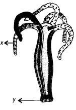 Diversity in Living Organisms Class 9 Important Questions Science Chapter 7 image - 4