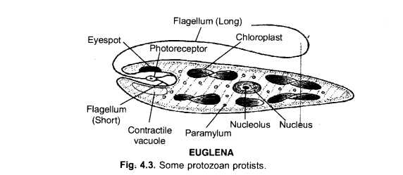 Diversity in Living Organisms Class 9 Important Questions Science Chapter 7 image - 8