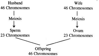 Heredity and Evolution Class 10 Important Questions Science Chapter 9 image - 11