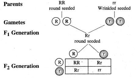 Heredity and Evolution Class 10 Important Questions Science Chapter 9 image - 15