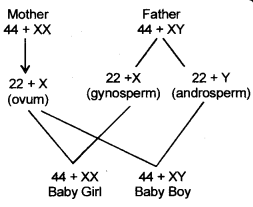 Heredity and Evolution Class 10 Important Questions Science Chapter 9 image - 16