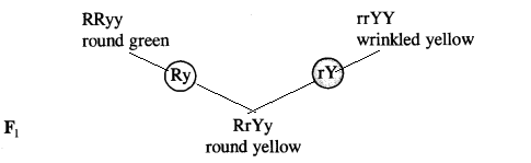 Heredity and Evolution Class 10 Important Questions Science Chapter 9 image - 17