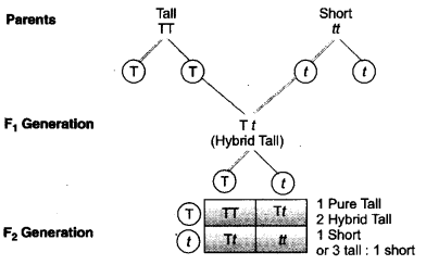 Heredity and Evolution Class 10 Important Questions Science Chapter 9 image - 2