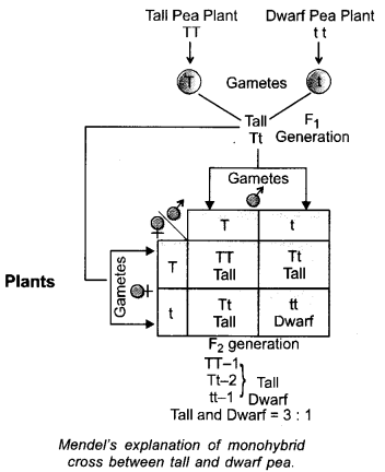 Heredity and Evolution Class 10 Important Questions Science Chapter 9 image - 20