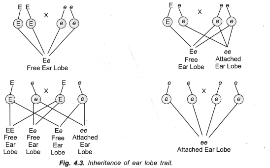 Heredity and Evolution Class 10 Important Questions Science Chapter 9 image - 25