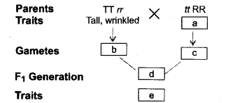 Heredity and Evolution Class 10 Important Questions Science Chapter 9 image - 8