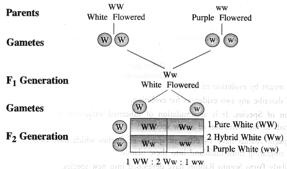 Heredity and Evolution Class 10 Important Questions Science Chapter 9 image - 9