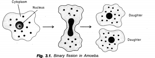 How do Organisms Reproduce Class 10 Important Questions Science Chapter 8 image - 1