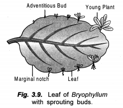 How do Organisms Reproduce Class 10 Important Questions Science Chapter 8 image - 19