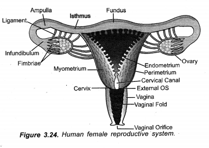 How do Organisms Reproduce Class 10 Important Questions Science Chapter 8 image - 24